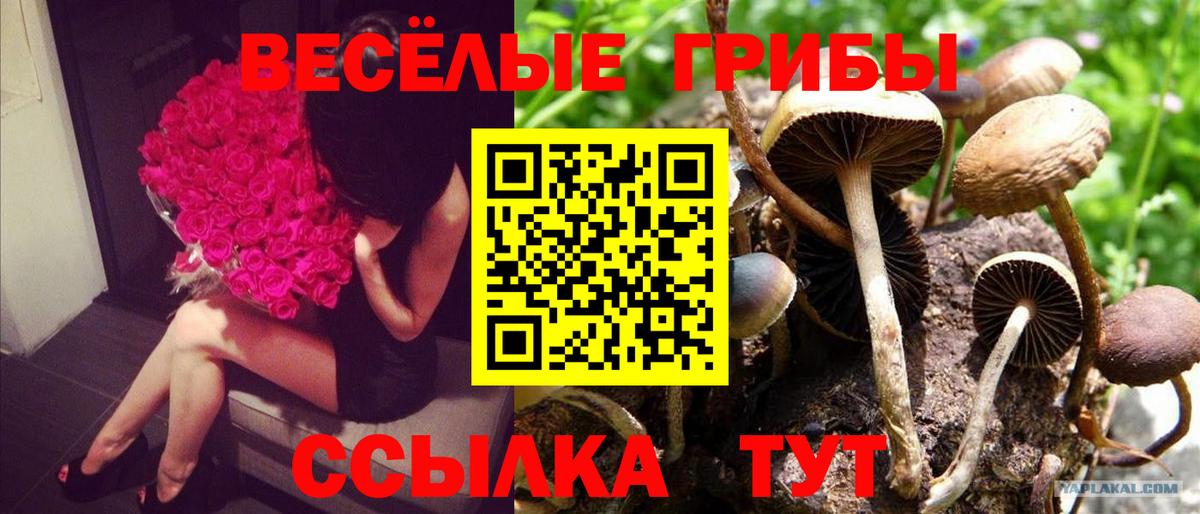 Галлюциногенные грибы Magic Shrooms  Вход с VPN  Трёхгорный  где можно купить наркотик  Псилоцибиновые грибы Cubensis 